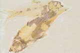 Three Fossil Fish (Knightia) - Wyoming #177316-2